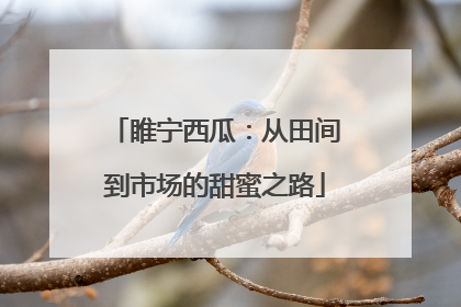 睢宁西瓜：从田间到市场的甜蜜之路