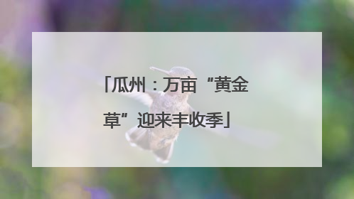 瓜州：万亩“黄金草”迎来丰收季