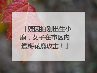 疑因拍刚出生小鹿，女子在市区内遭梅花鹿攻击！