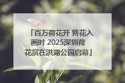 百万荷花开 簪花入画时 2025深圳荷花赏在洪湖公园启幕