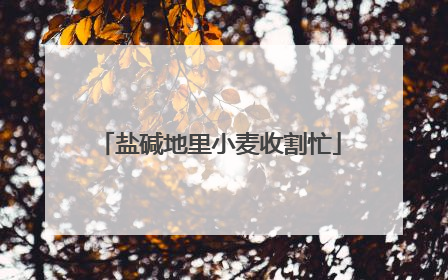 盐碱地里小麦收割忙