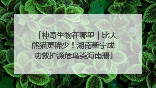 神奇生物在哪里｜比大熊猫更稀少！湖南新宁成功救护濒危鸟类海南鳽