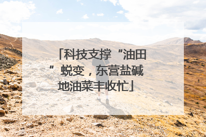 科技支撑“油田”蜕变，东营盐碱地油菜丰收忙