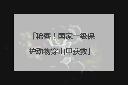 稀客！国家一级保护动物穿山甲获救