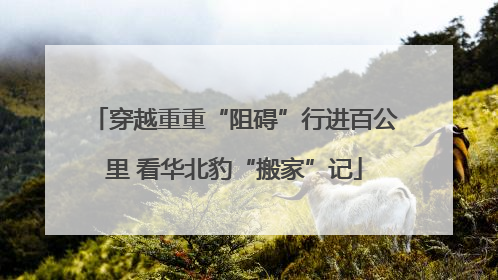 穿越重重“阻碍”行进百公里 看华北豹“搬家”记