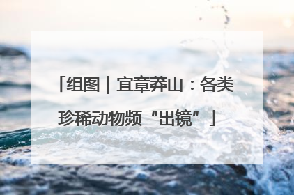 组图｜宜章莽山：各类珍稀动物频“出镜”