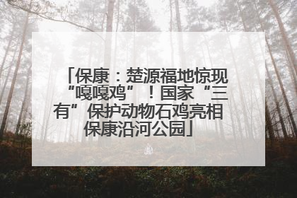保康：楚源福地惊现“嘎嘎鸡”！国家“三有”保护动物石鸡亮相保康沿河公园
