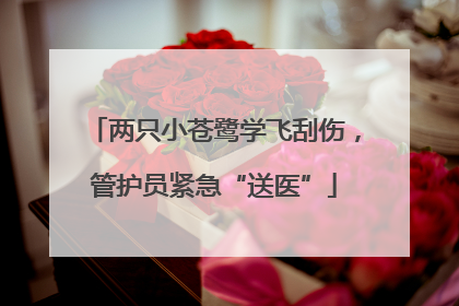 两只小苍鹭学飞刮伤，管护员紧急“送医”