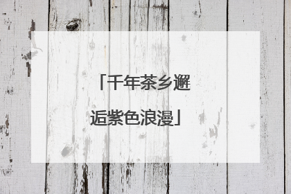 千年茶乡邂逅紫色浪漫