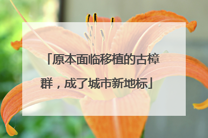 原本面临移植的古樟群，成了城市新地标