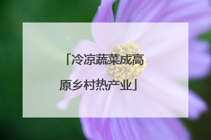 冷凉蔬菜成高原乡村热产业