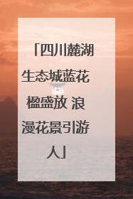 四川麓湖生态城蓝花楹盛放 浪漫花景引游人