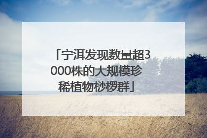 宁洱发现数量超3000株的大规模珍稀植物桫椤群