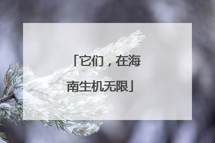 它们，在海南生机无限