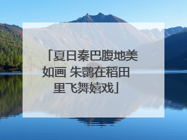 夏日秦巴腹地美如画 朱鹮在稻田里飞舞嬉戏