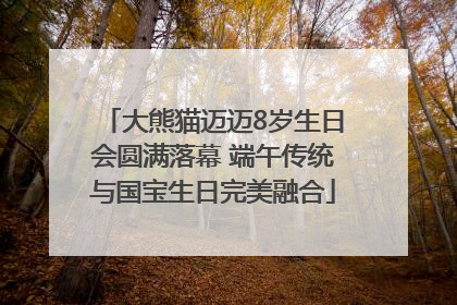 大熊猫迈迈8岁生日会圆满落幕 端午传统与国宝生日完美融合