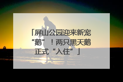 屏山公园迎来新宠“鹅”！两只黑天鹅正式“入住”