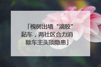 槐树出墙“滴胶”黏车，两社区合力消除车主头顶隐患