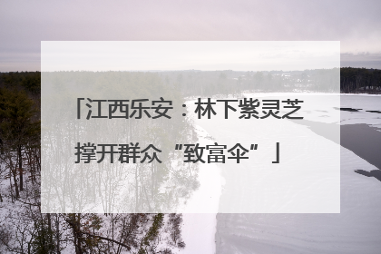 江西乐安：林下紫灵芝撑开群众“致富伞”