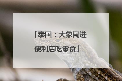 泰国：大象闯进便利店吃零食