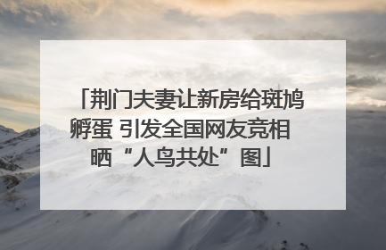 荆门夫妻让新房给斑鸠孵蛋 引发全国网友竞相晒“人鸟共处”图