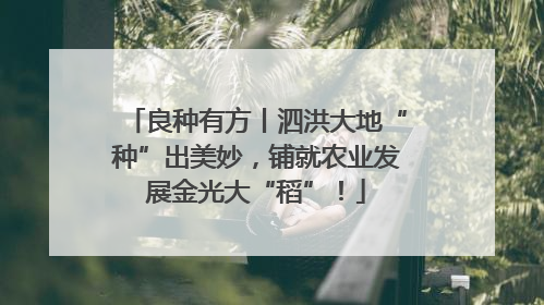 良种有方丨泗洪大地“种”出美妙，铺就农业发展金光大“稻”！