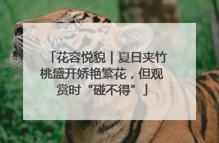花容悦貌｜夏日夹竹桃盛开娇艳繁花，但观赏时“碰不得”