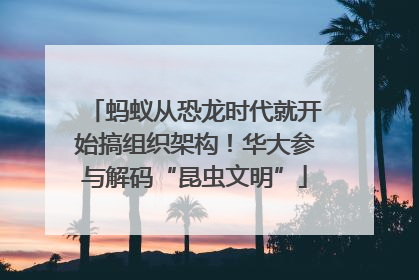 蚂蚁从恐龙时代就开始搞组织架构！华大参与解码“昆虫文明”