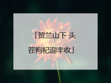 贺兰山下 头茬枸杞迎丰收
