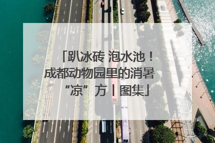趴冰砖 泡水池！成都动物园里的消暑“凉”方丨图集