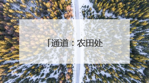 通道：农田处处染新绿 制种水稻移栽忙