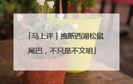 马上评｜拽断西湖松鼠尾巴，不只是不文明