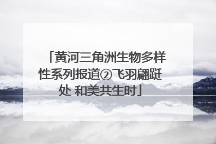 黄河三角洲生物多样性系列报道②飞羽翩跹处 和美共生时